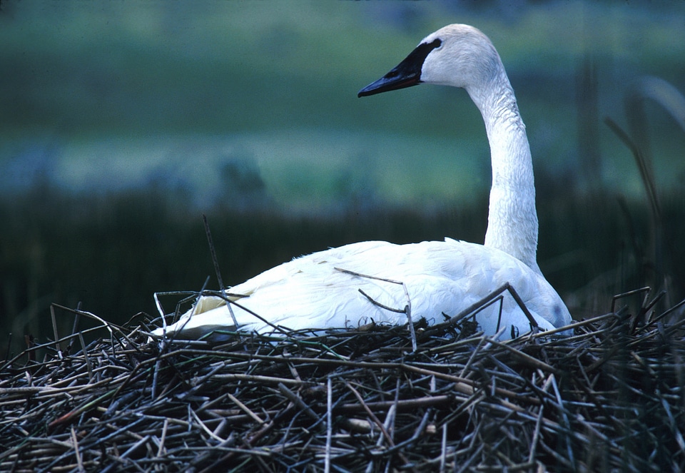 Nest waiting white
