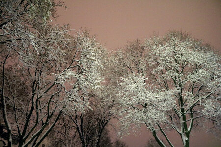 Trees with snow in winter park photo