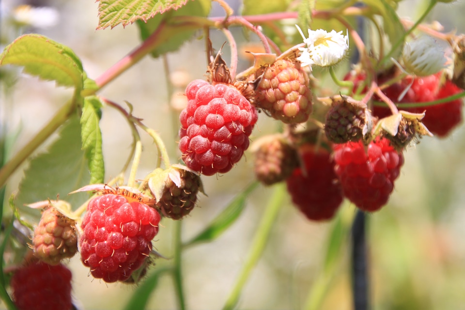 Ripe vine red