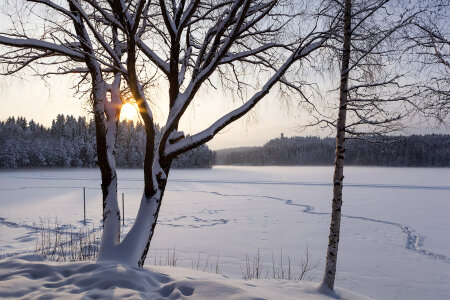 Winter scene with snowy trees and river covered with ice