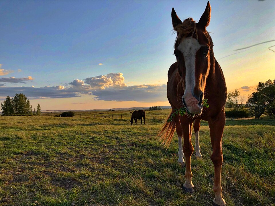 Horse on the field grass