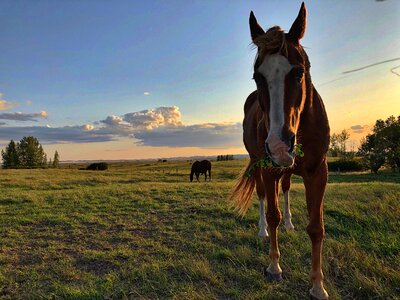 Horse on the field grass