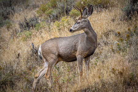 A white tail deer photo