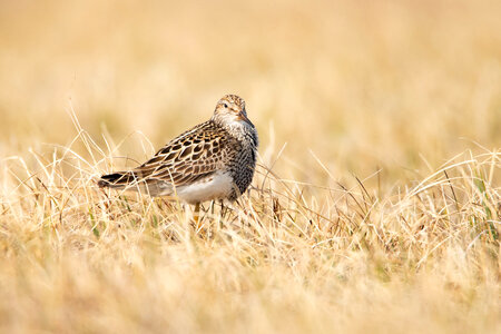 Bird in Arctic National Wildlife Refuge