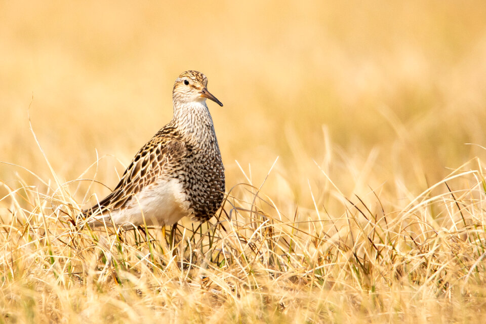 Bird in Arctic National Wildlife Refuge
