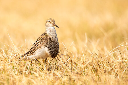 Bird in Arctic National Wildlife Refuge