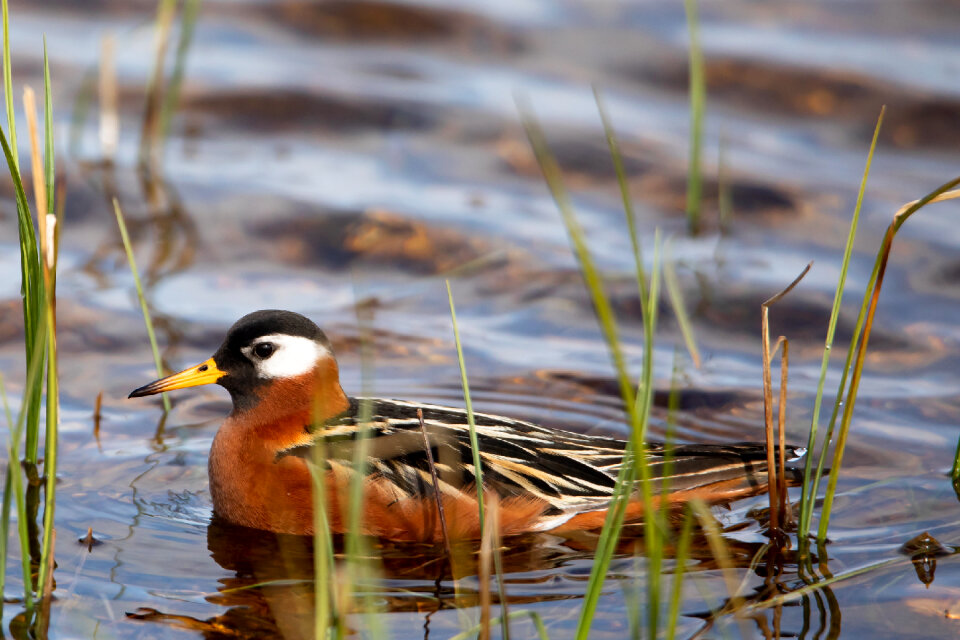 Bird in Arctic National Wildlife Refuge