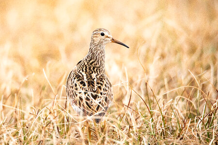 Bird in Arctic National Wildlife Refuge