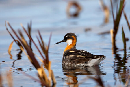 Bird in Arctic National Wildlife Refuge