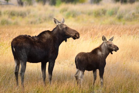 moose on Seedskadee National Wildlife Refuge