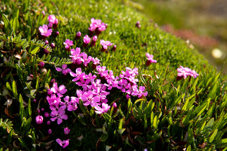 wild flower in Arctic National Wildlife Refuge
