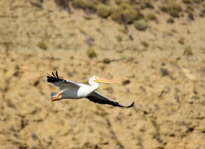 American white-pelican at Seedskadee National Wildlife Refuge