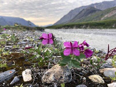 wild flower in Arctic National Wildlife Refuge