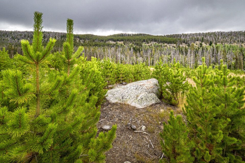 Beaverhead Deerlodge National Forest in Montana