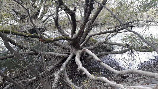 Upo Wetland in Changnyeong Korea