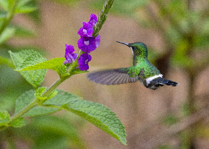 Green and blue hummingbird Sparkling Violetear photo