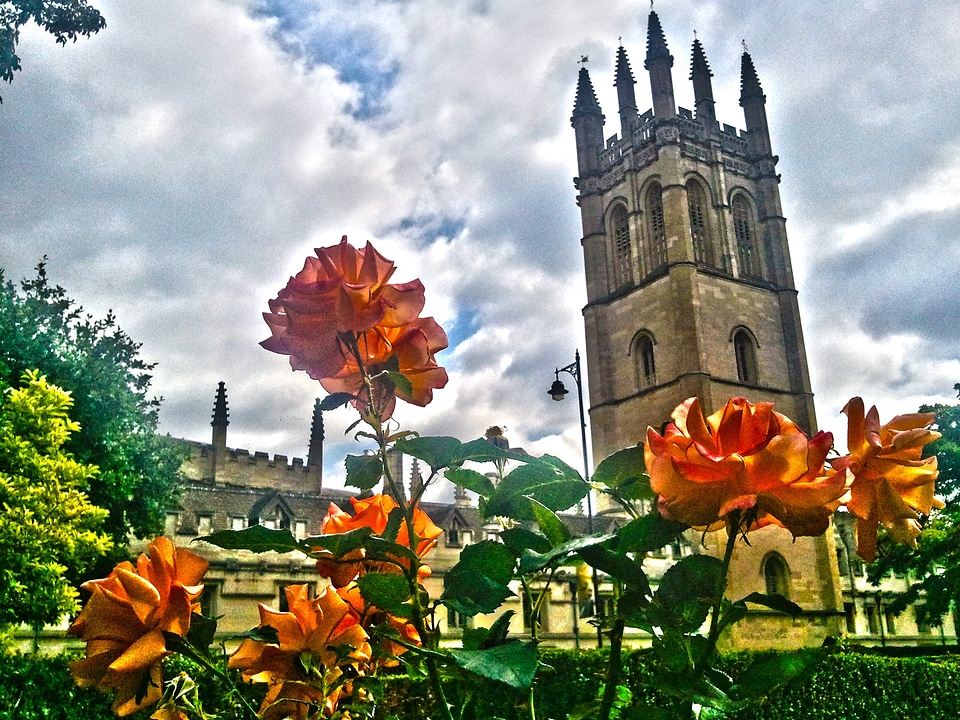 Oxford floral plant