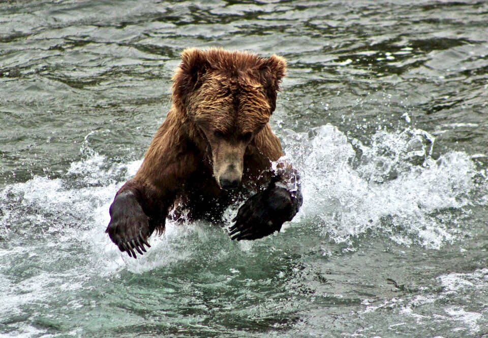 Bear in Katmai National Park and Preserve