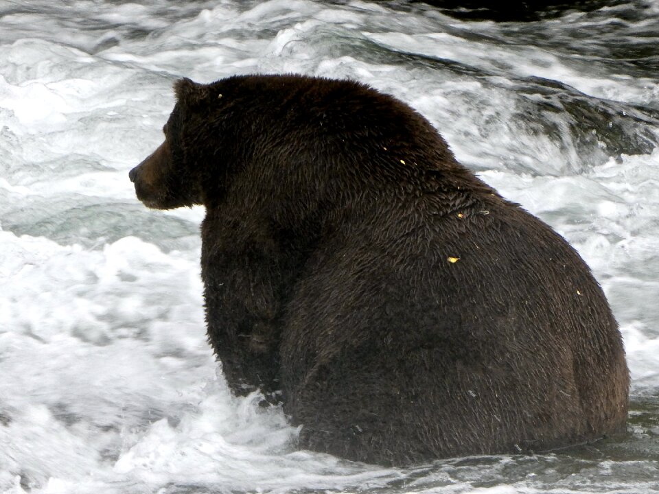 Bear in Katmai National Park and Preserve