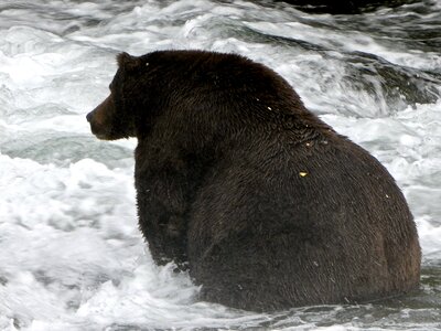 Bear in Katmai National Park and Preserve