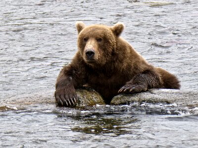 Bear in Katmai National Park and Preserve photo