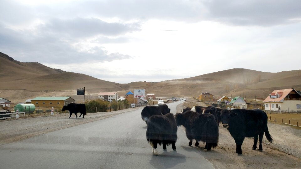 Terelj National Park at Ulaanbaatar, Mongolia photo