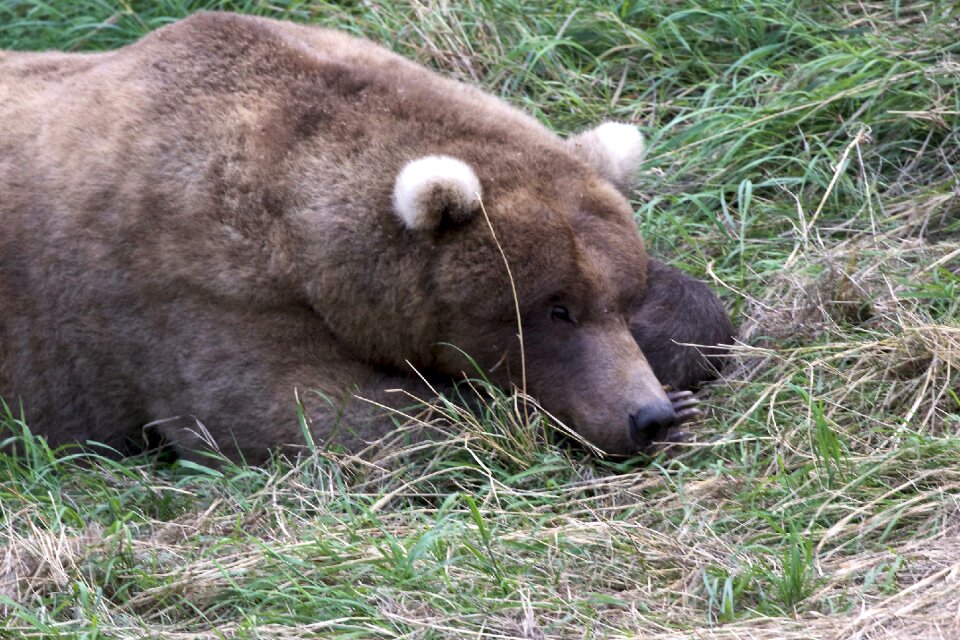 Bear in Katmai National Park and Preserve
