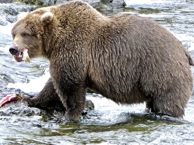 Bear in Katmai National Park and Preserve photo