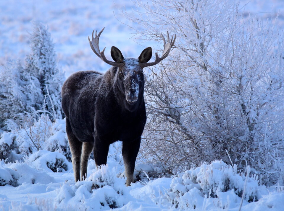 Moose at Seedskadee National Wildlife Refuge