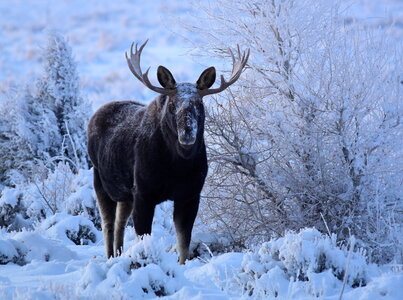 Moose at Seedskadee National Wildlife Refuge