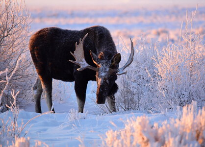 Moose at Seedskadee National Wildlife Refuge