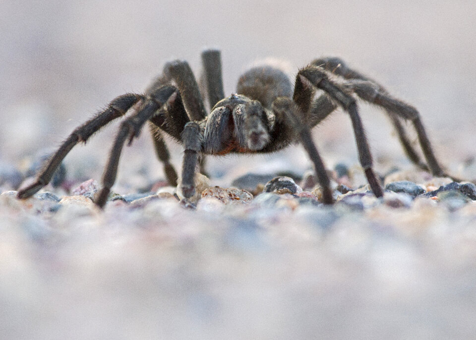 Spider On Rock Close up