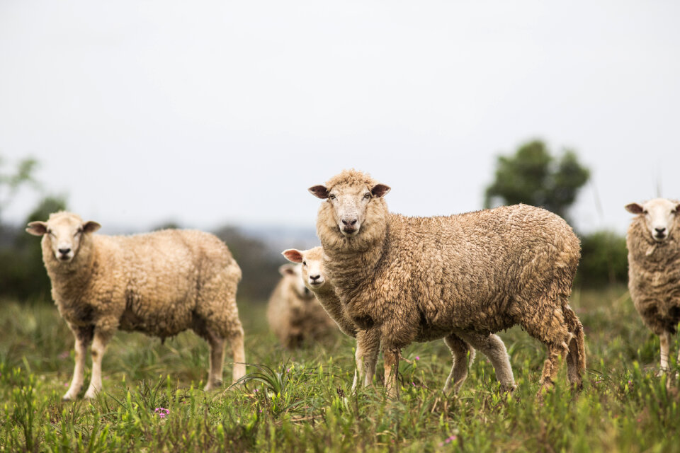 Sheeps in a meadow on green grass