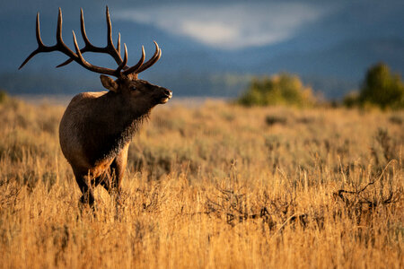Bull Elk