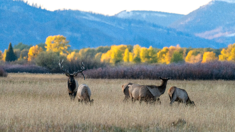 Bull Elk