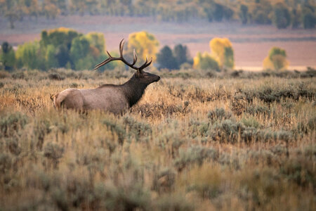 Bull Elk