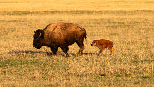Bison cow and calf