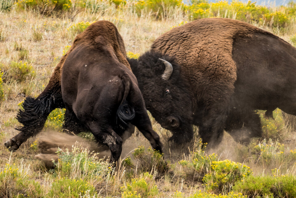 Battle of the Bison