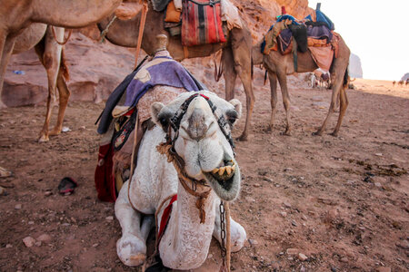 Camels in desert Wadi Rum, Jordan