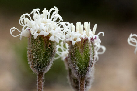 Chamaechaenactis scaposa photo