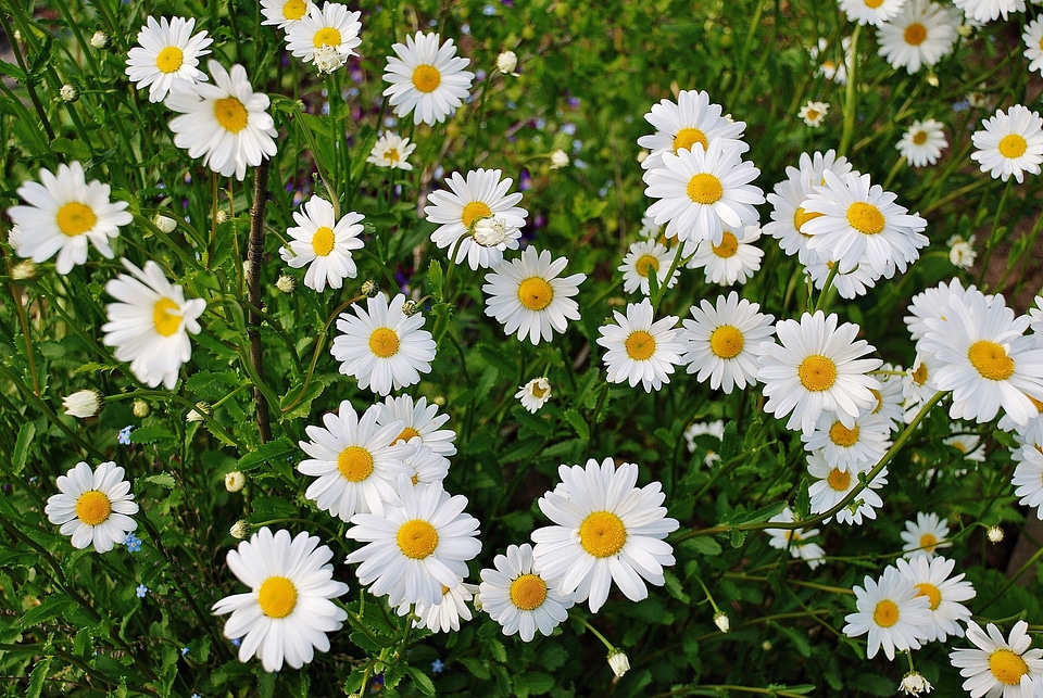 Marguerite plant bloom