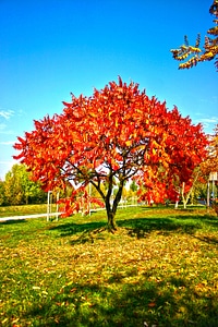 Foliage fall autumn