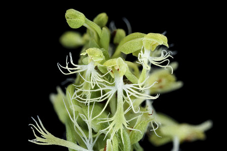 Green-fringed Orchid