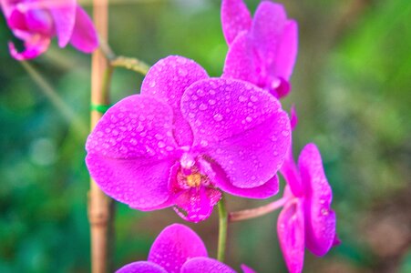 Pink Phalaenopsis orchid photo