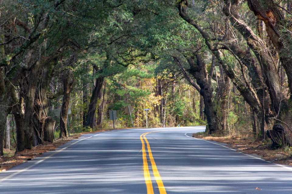 Francis Marion National Forest