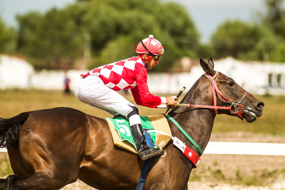 Race horse with jockey on the home straight