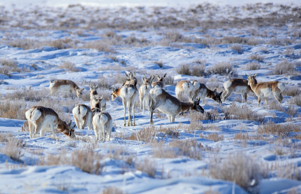 Pronghorn at Seedskadee National Wildlife Refuge