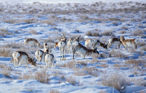 Pronghorn at Seedskadee National Wildlife Refuge