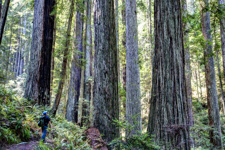 Headwaters Forest Reserve