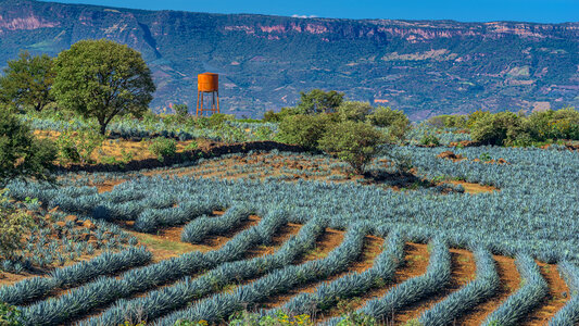 Land of agavera farms